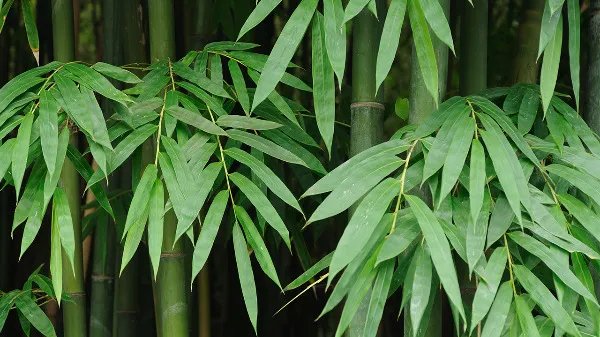 淡竹叶的功效与作用