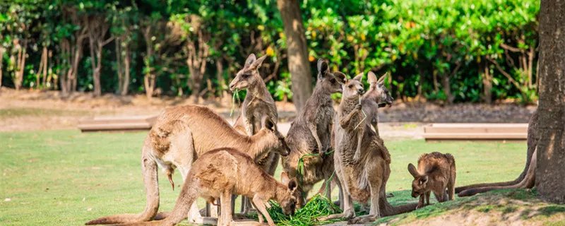 袋鼠之国是哪个国家