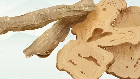 青木香的功效与作用