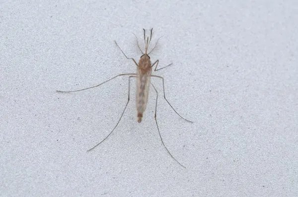 晚上睡觉灭蚊灯有效果吗