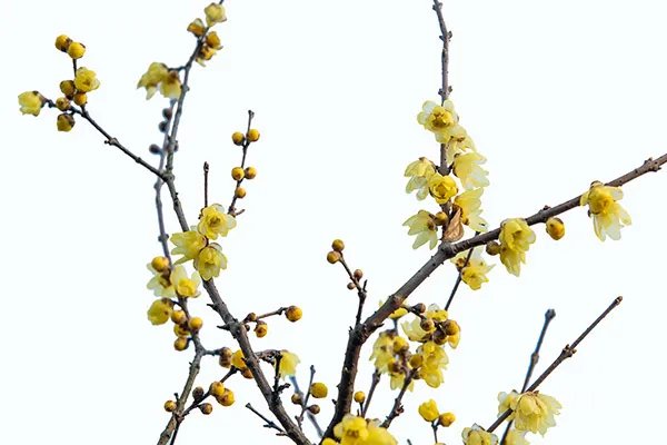 腊梅花的功效与作用