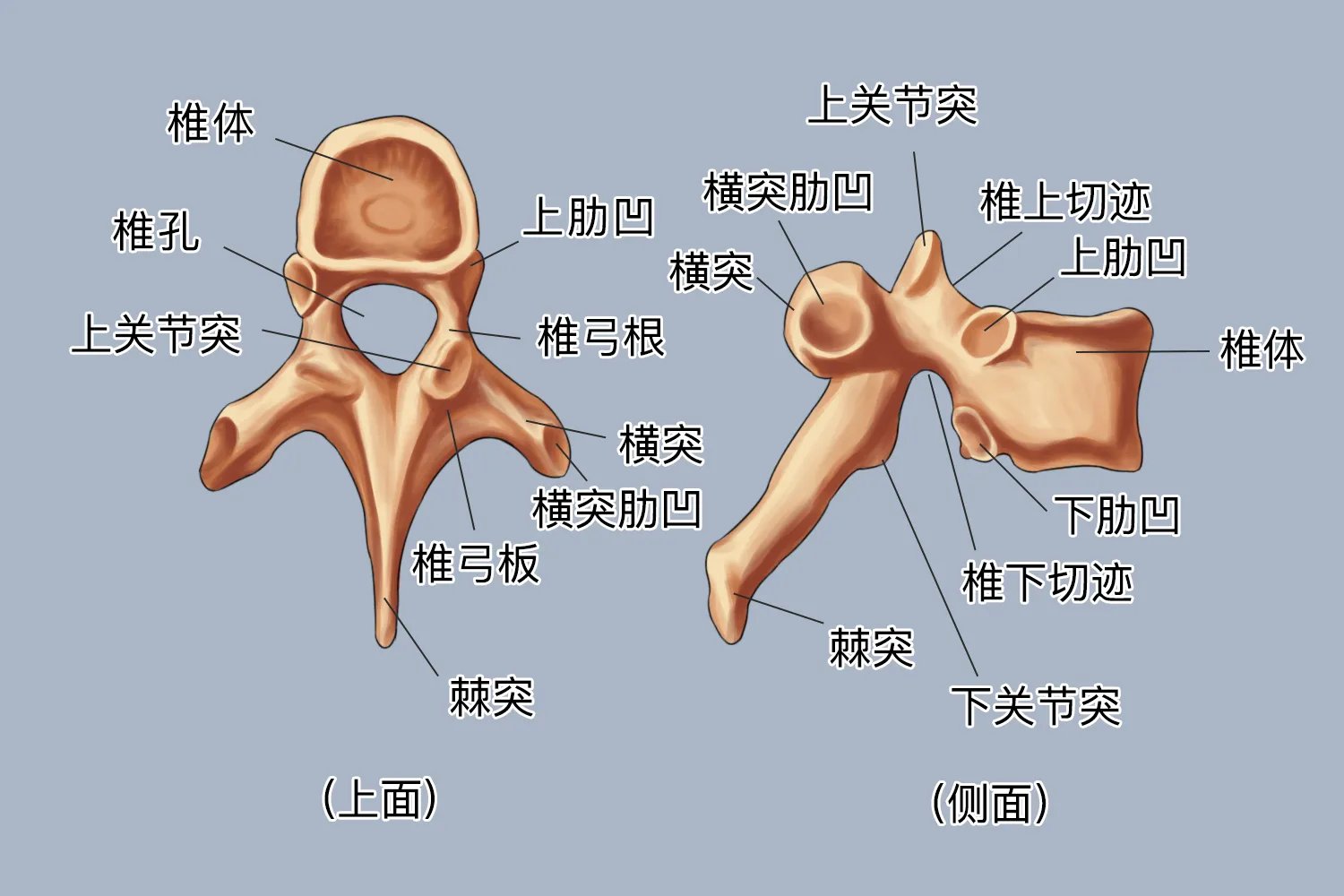 脊椎构造高清图解