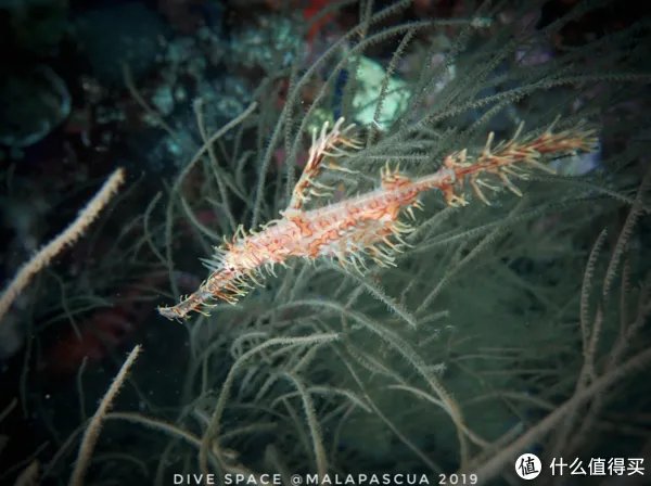 鬼龙是什么，可以吃吗？带大家看一下海底的另一神秘物种！