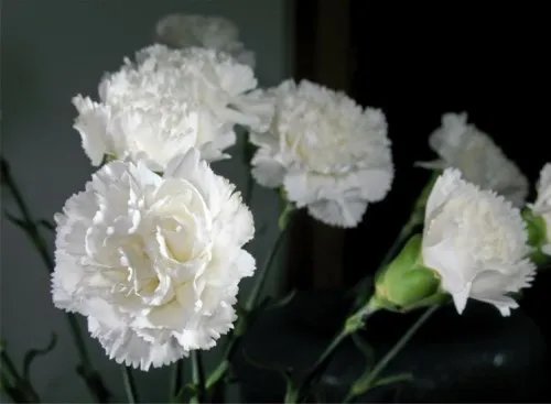 康乃馨花束图片欣赏 康乃馨的花语是什么