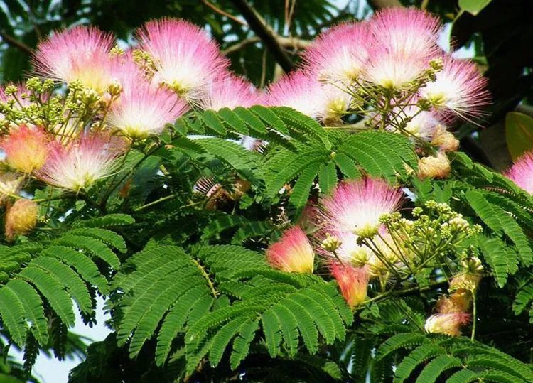 合欢花的功效与作用