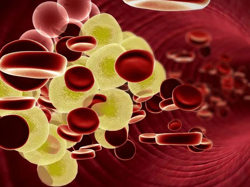 胰蛋白酶的用途