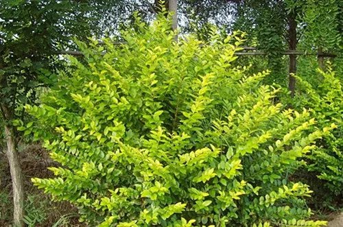 女贞树图片大全 女贞树能不能嫁接桂花