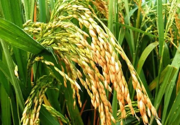 371是什么意思？