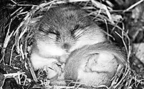 十种动物冬眠的方式，动物过冬的方式有哪些