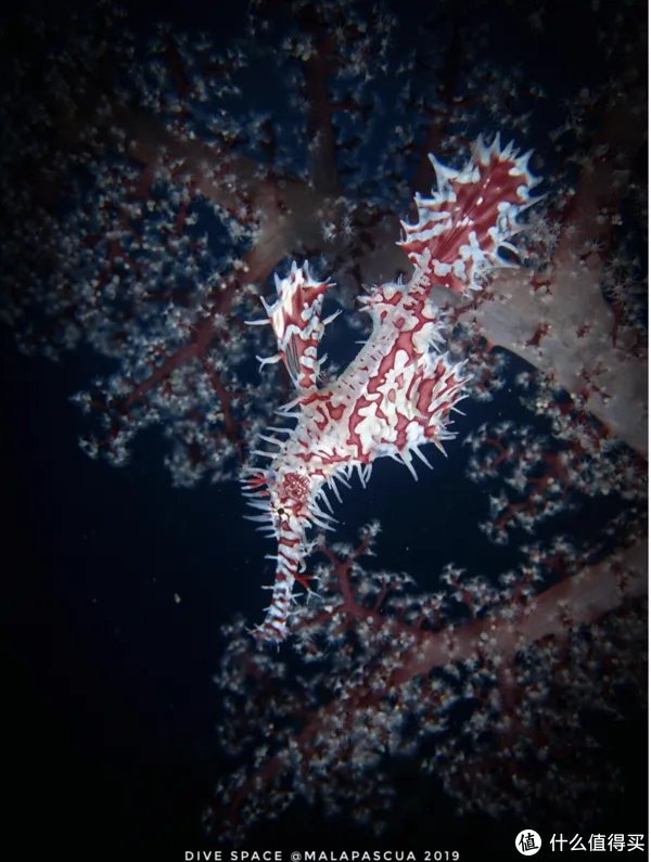 鬼龙是什么，可以吃吗？带大家看一下海底的另一神秘物种！