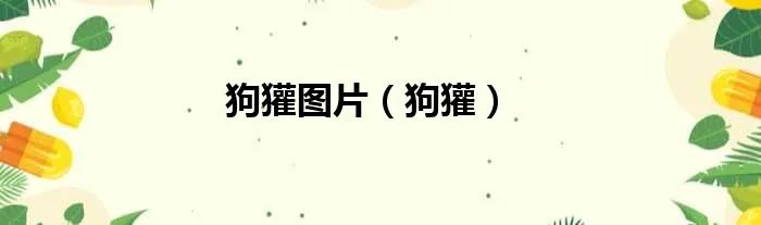 狗獾图片（狗獾）