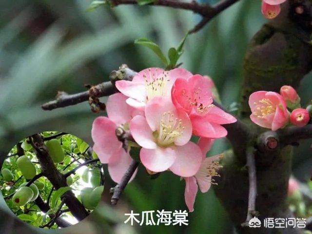 投我以木瓜的木瓜是什么