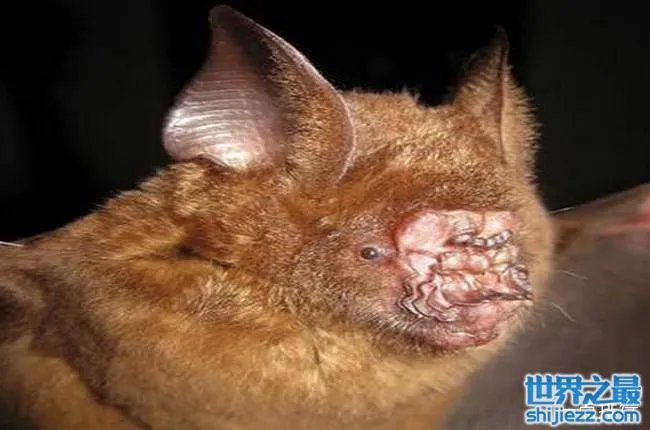 十大最恐怖蝙蝠图片 世界上最可怕的蝙蝠 