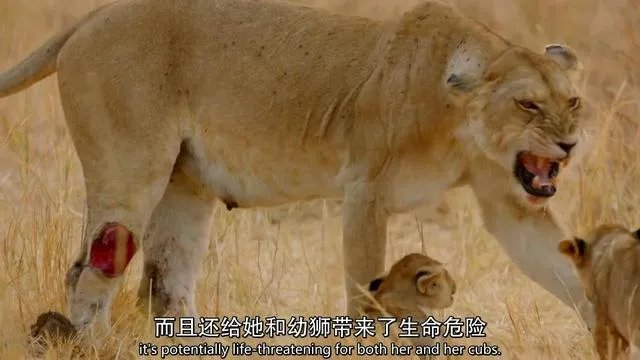 BBC新出的纪录片《大猫》能否超越高口碑《蓝色星球2》?