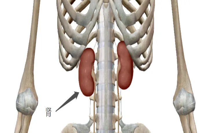 肾在哪儿图解