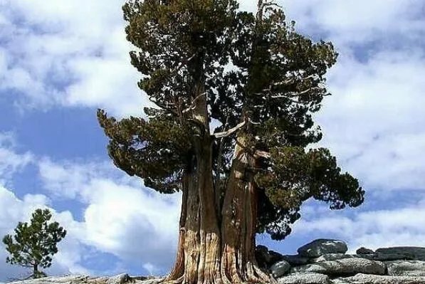 世界最古老的十棵树,中国上榜五棵,第一有1.3万年历史