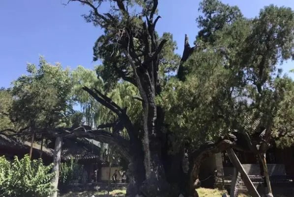 世界最古老的十棵树,中国上榜五棵,第一有1.3万年历史