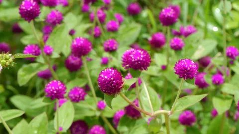 千日红的功效与作用