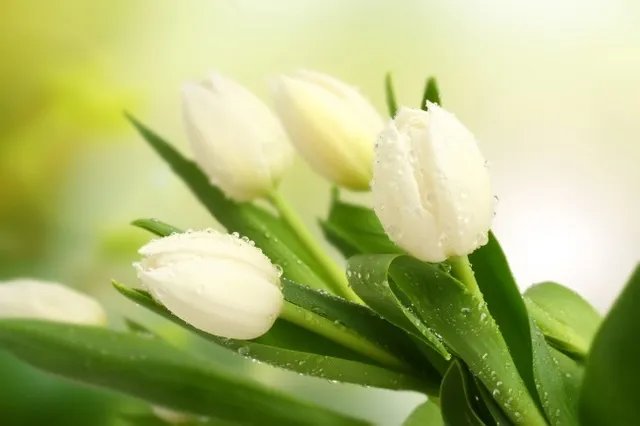 代表友情的花都有哪些 什么花代表友谊