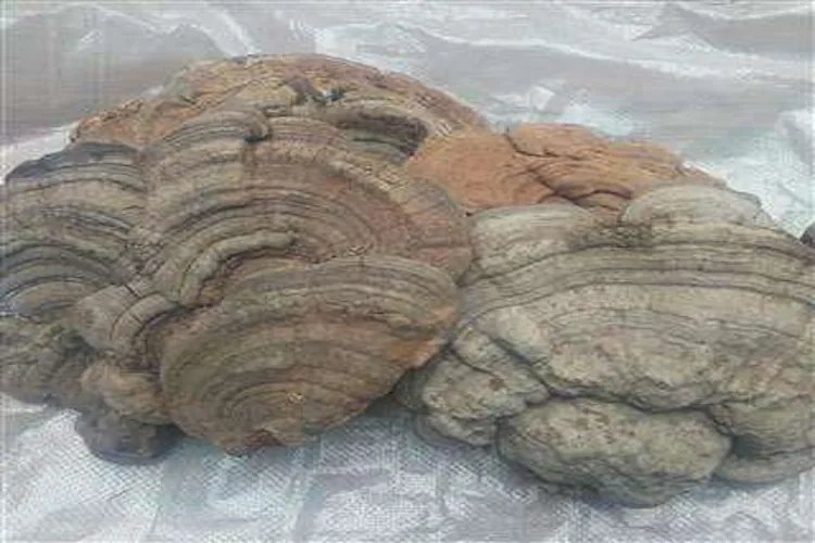 野生灵芝图片大全