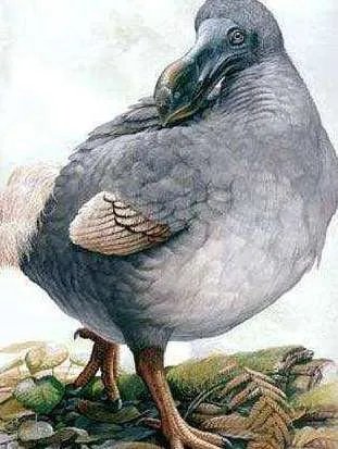 渡渡鸟