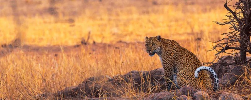 豹子的速度 豹子最快的速度是多少