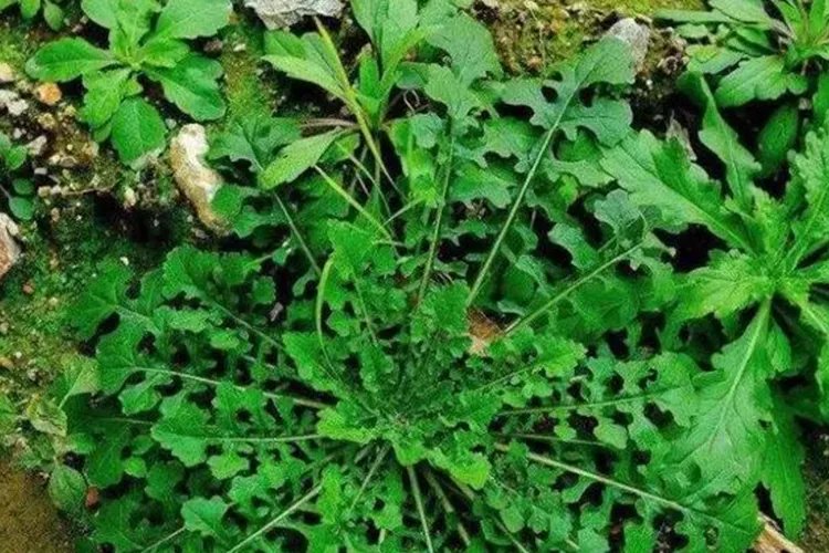 荠菜图片和功效与作用