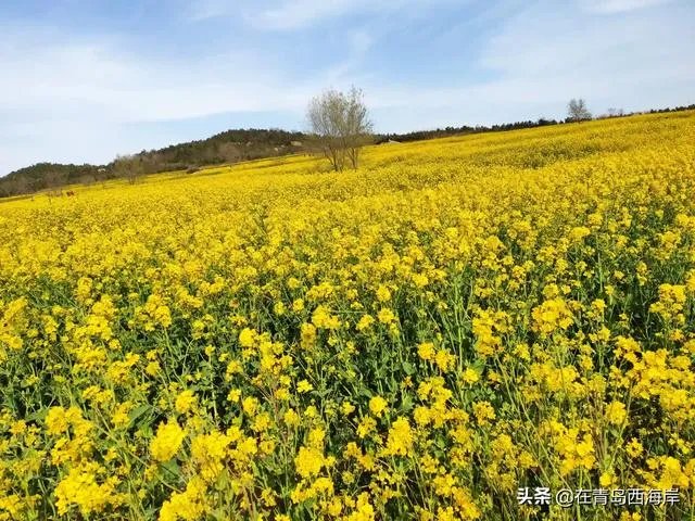 青岛现在疫情情况怎么样？