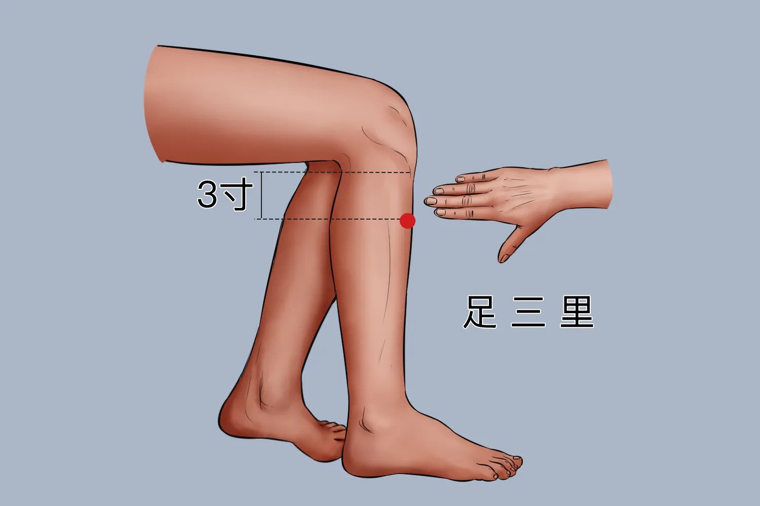 腿部拔罐12个位置示意图