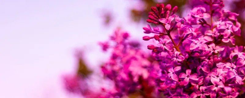 丁香结主要内容