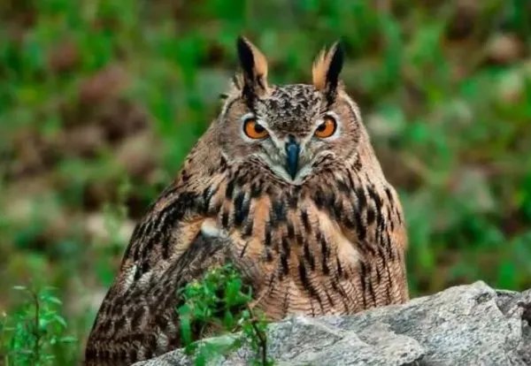 青海首次发现雪豹，最近还发现了哪些野生动物？