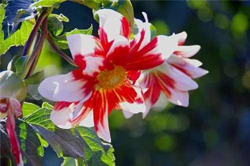 象征友谊的花 6大友谊之花盘点