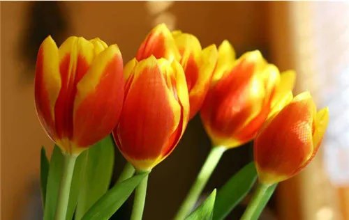 象征友谊的花 6大友谊之花盘点