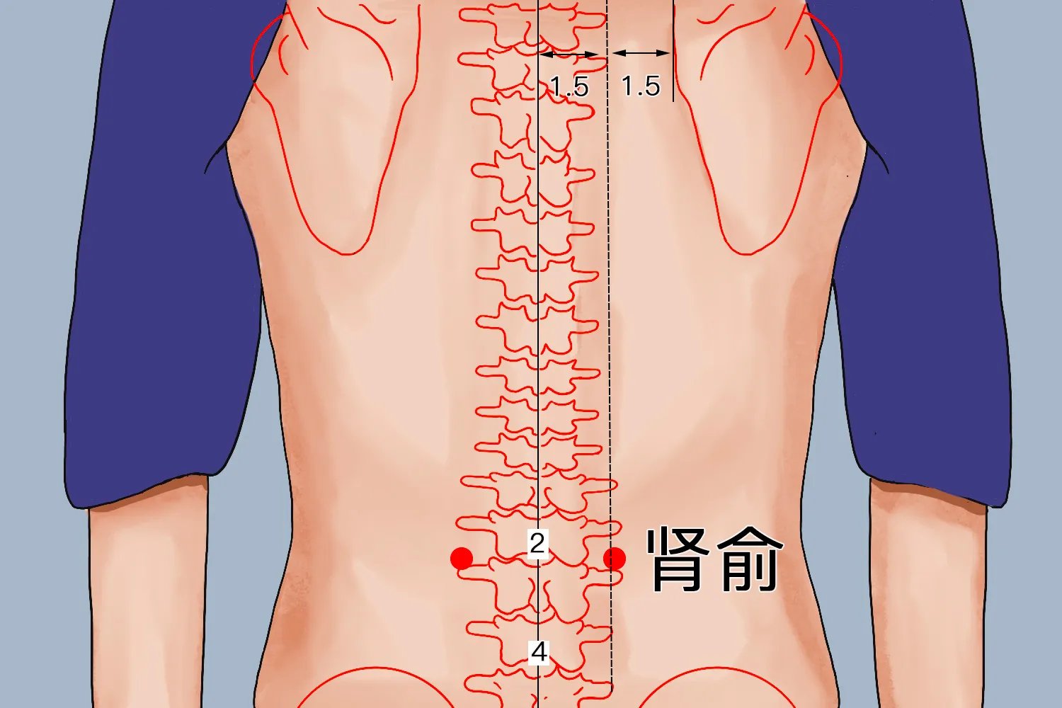 肾俞在什么位置图