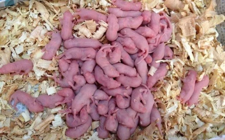 三吱儿是哪里的菜 吃小老鼠三吱儿吃的是老鼠幼崽