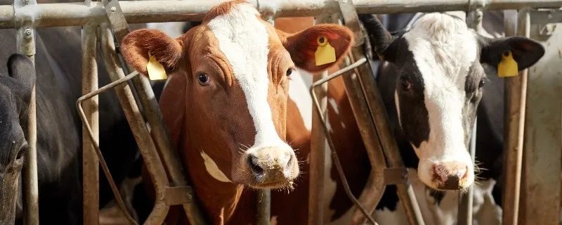 属牛哪个月份出生最好 属牛的生在几月最好