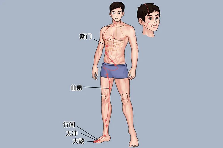 眉毛里的肝胆经络图