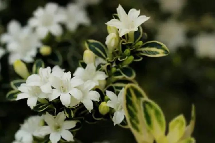 中药六月雪图片大全