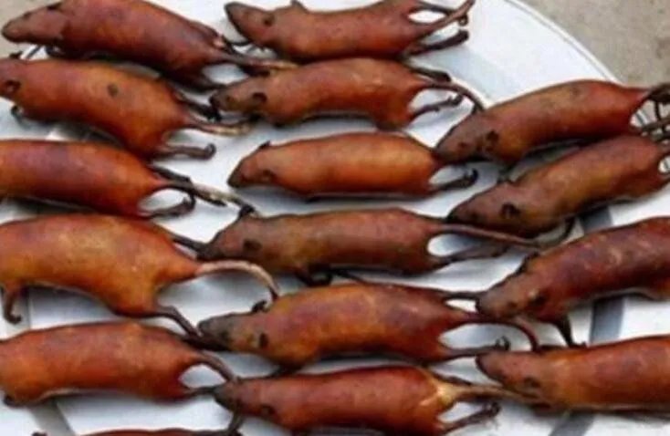 三吱儿是哪里的菜 吃小老鼠三吱儿吃的是老鼠幼崽