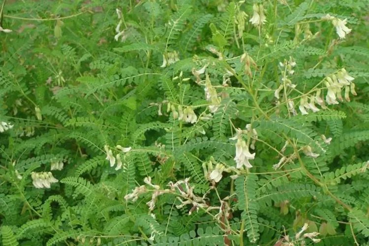 黄芪的功效与作用是什么