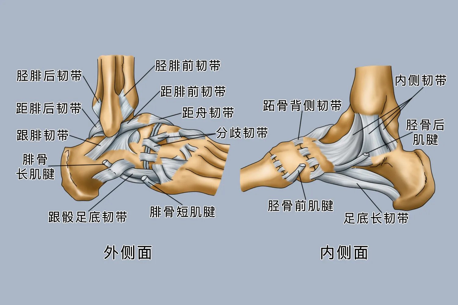 脚的解剖结构图片