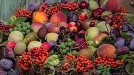 无籽葡萄是怎么回事?无籽葡萄是转基因吗