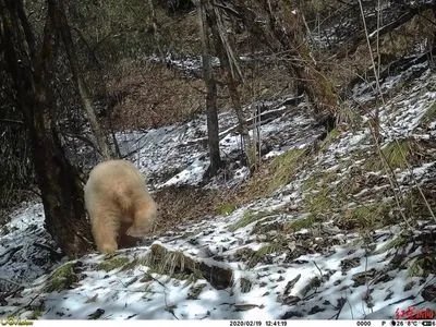 全球唯一白色大熊猫长大变金白色，这是基因变异导致的吗？