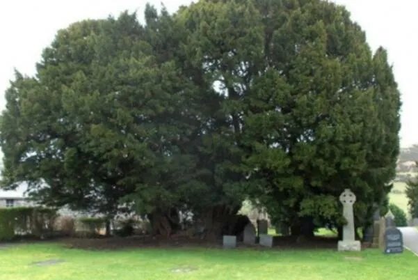 世界最古老的十棵树,中国上榜五棵,第一有1.3万年历史