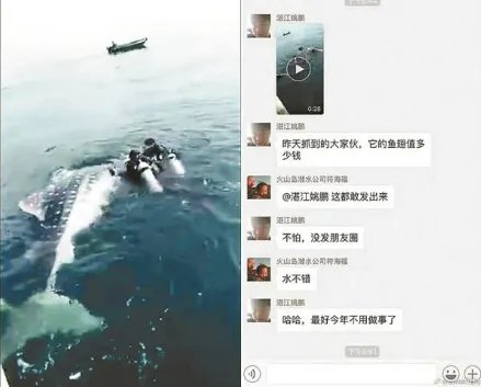 晒捕鲸鲨视频被查是怎么回事？