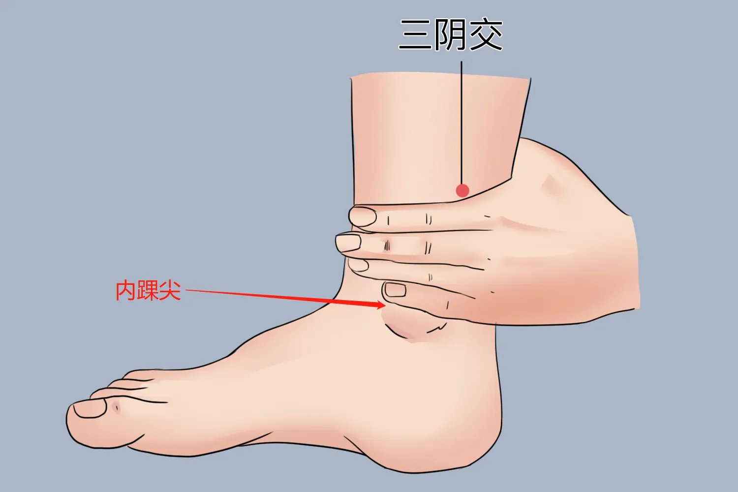 按摩三阴交位置图和作用