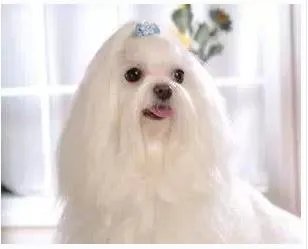 寿命最长的狗:十大寿命最长的名狗排名