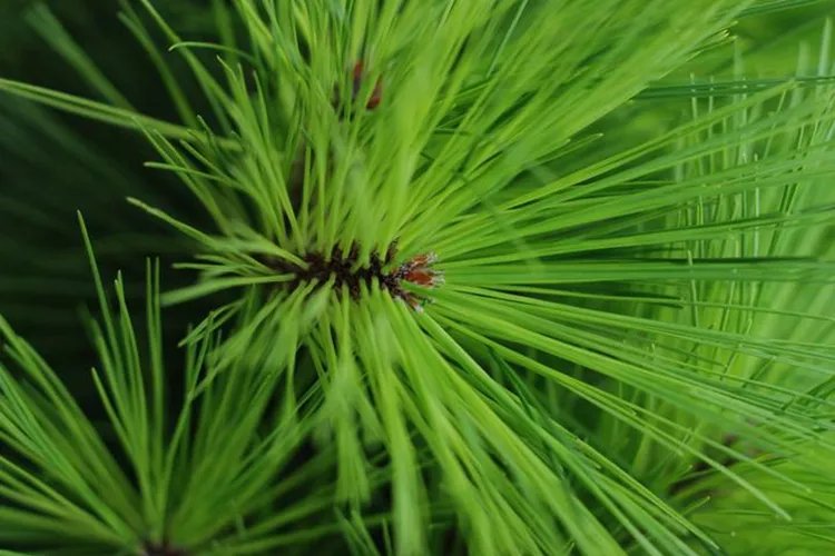 松针图片