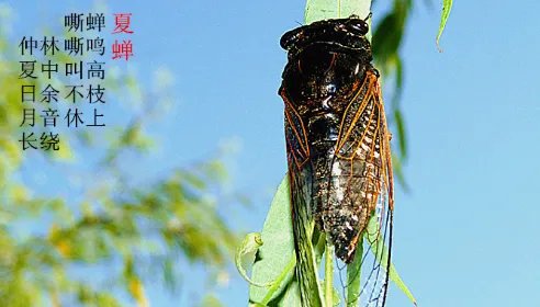虞世南的蝉全诗