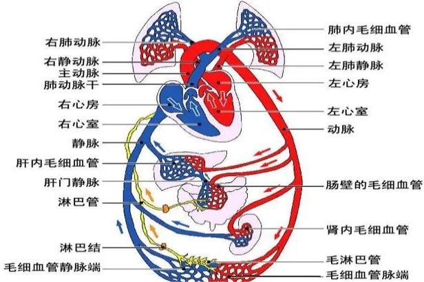 全身血流方向示意图